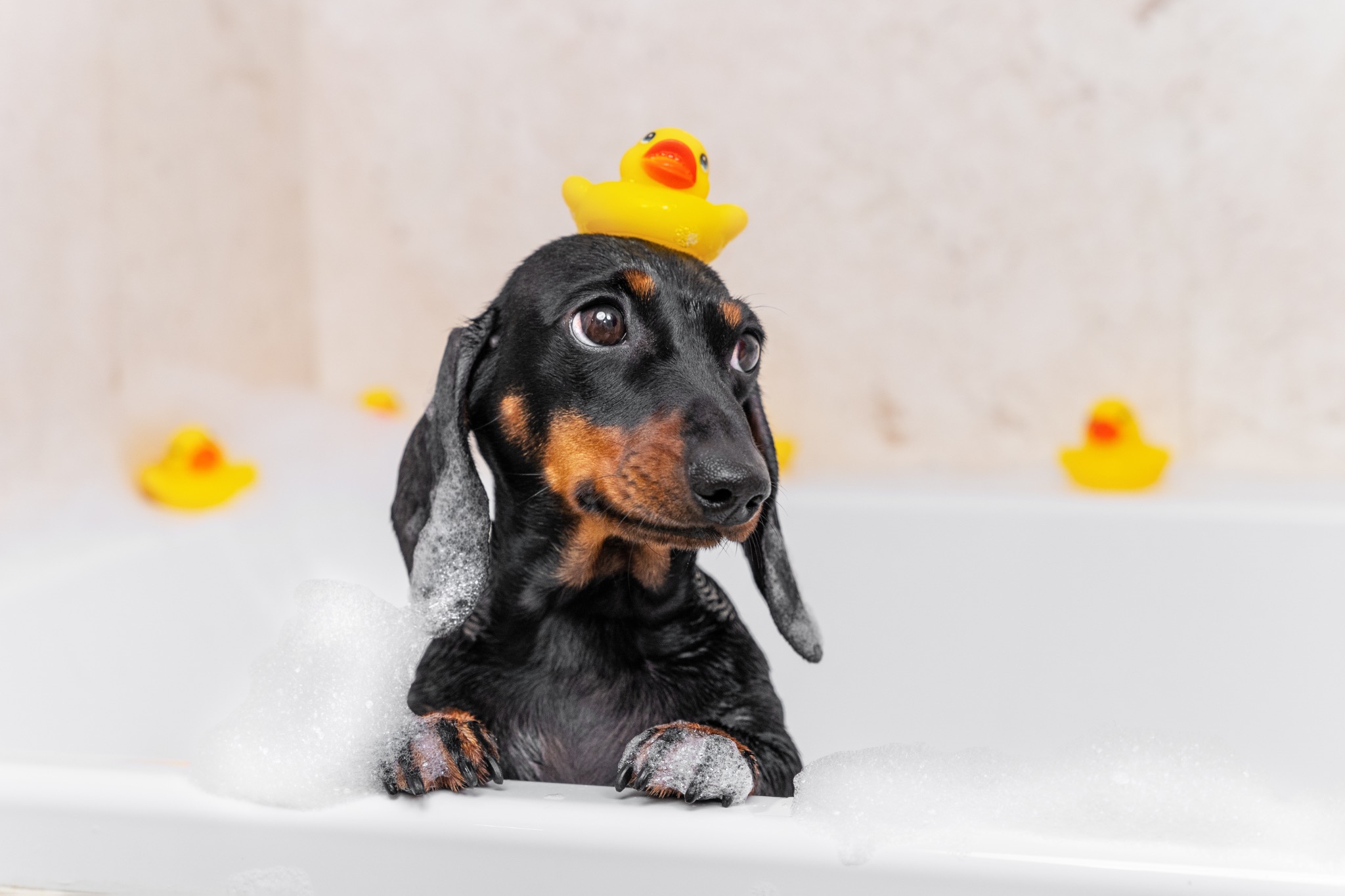 Dog grooming care representing luxury pet services.